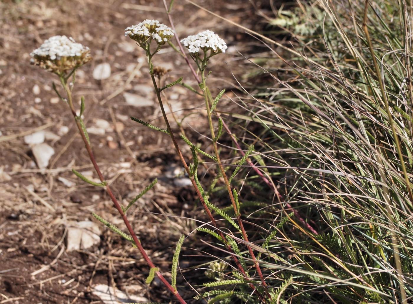 Yarrow, Fragrant plant